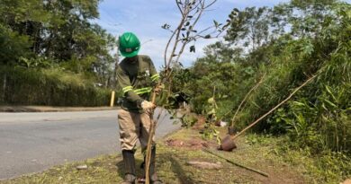 Ribeirão Pires avança com plantio de espécies nativas pelo programa Árvore Mais Segura