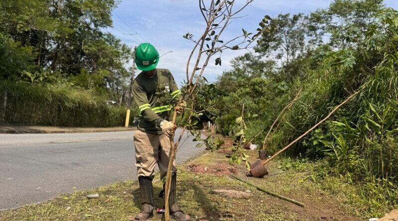 Ribeirão Pires avança com plantio de espécies nativas pelo programa Árvore Mais Segura