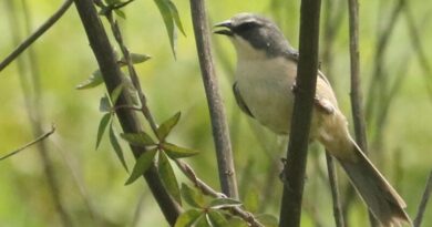 Tico-tico-do-banhado, ave ameaçada de extinção, é avistado no Parque Oriental, em Ribeirão Pires