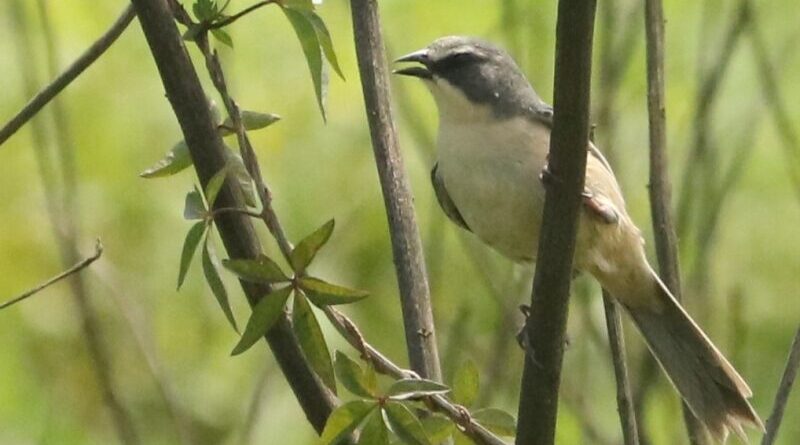 Tico-tico-do-banhado, ave ameaçada de extinção, é avistado no Parque Oriental, em Ribeirão Pires